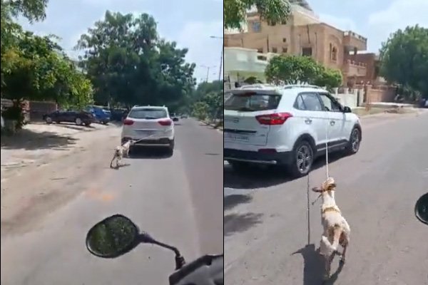 इंसान बना हैवान ! मासूम कुत्ते को कार से बांधकर घसीटता रहा डॉक्टर, सोशल मीडिया में वायरल हुआ video…