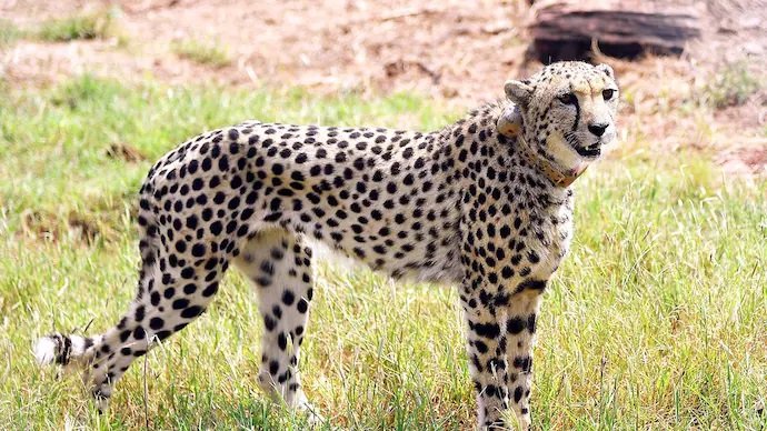 kuno cheetahs update