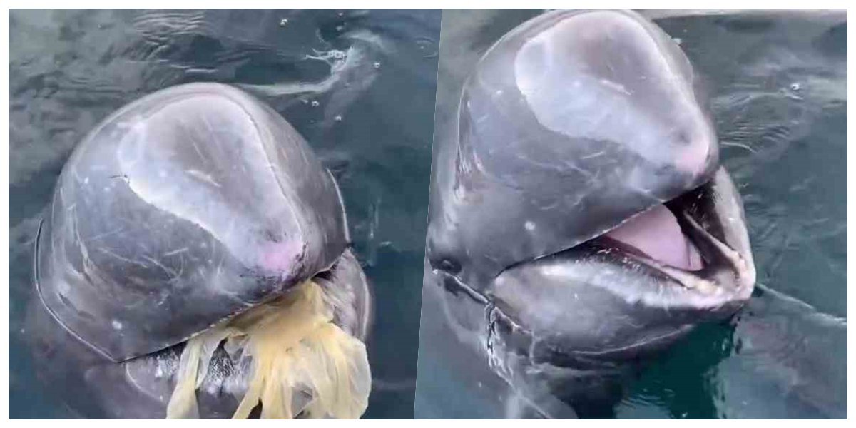 dolphin brought a plastic bag thrown into the ocean to the research Scientists: डॉल्फिन ने समुद्र से प्लासिक निकालकर इस शख्स को थमाई, Video देखकर नहीं होगा यकीन